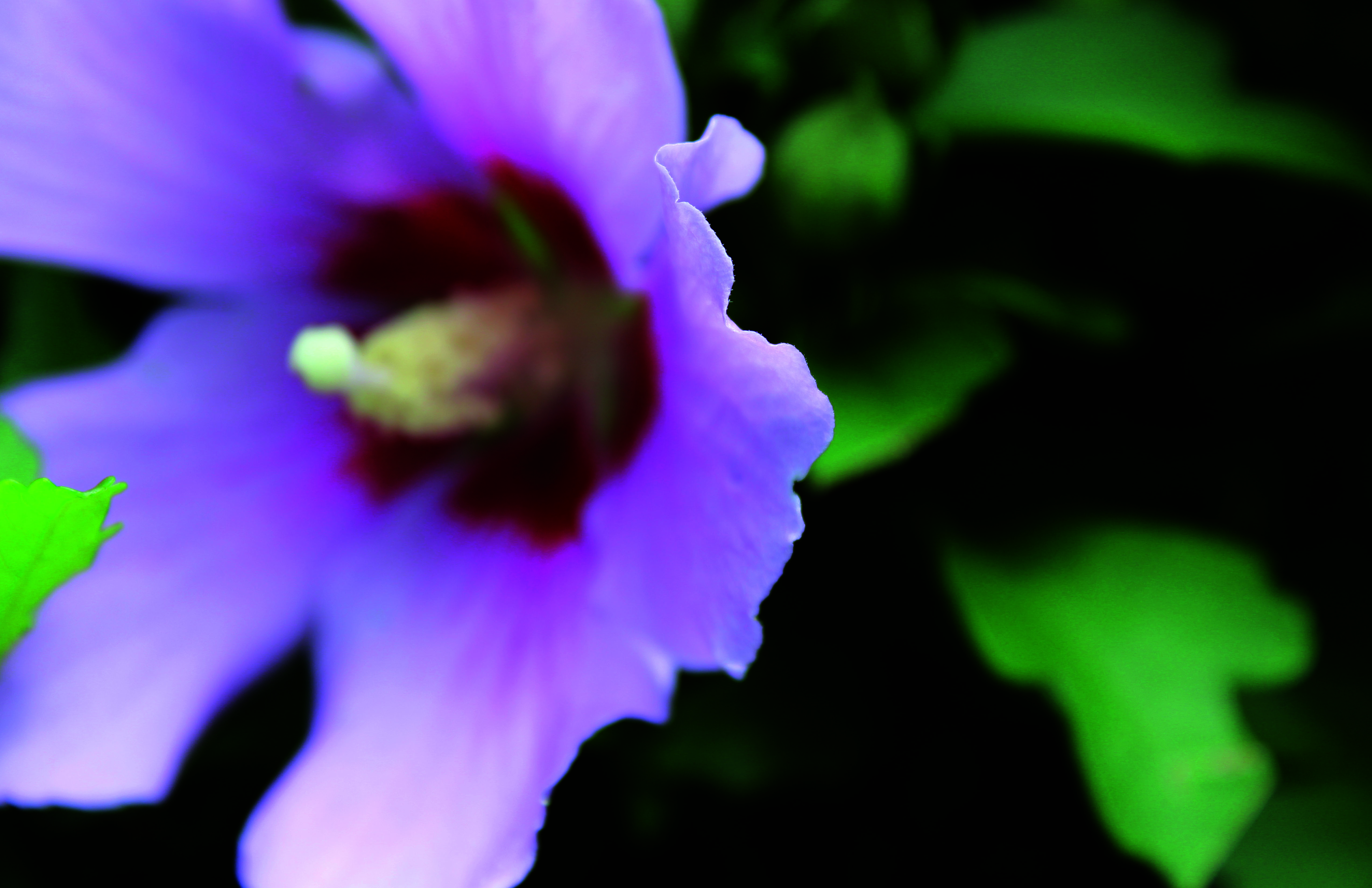 Flower Petal